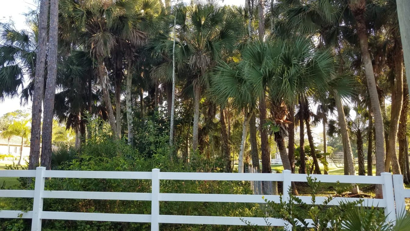 Fence Line Clearing