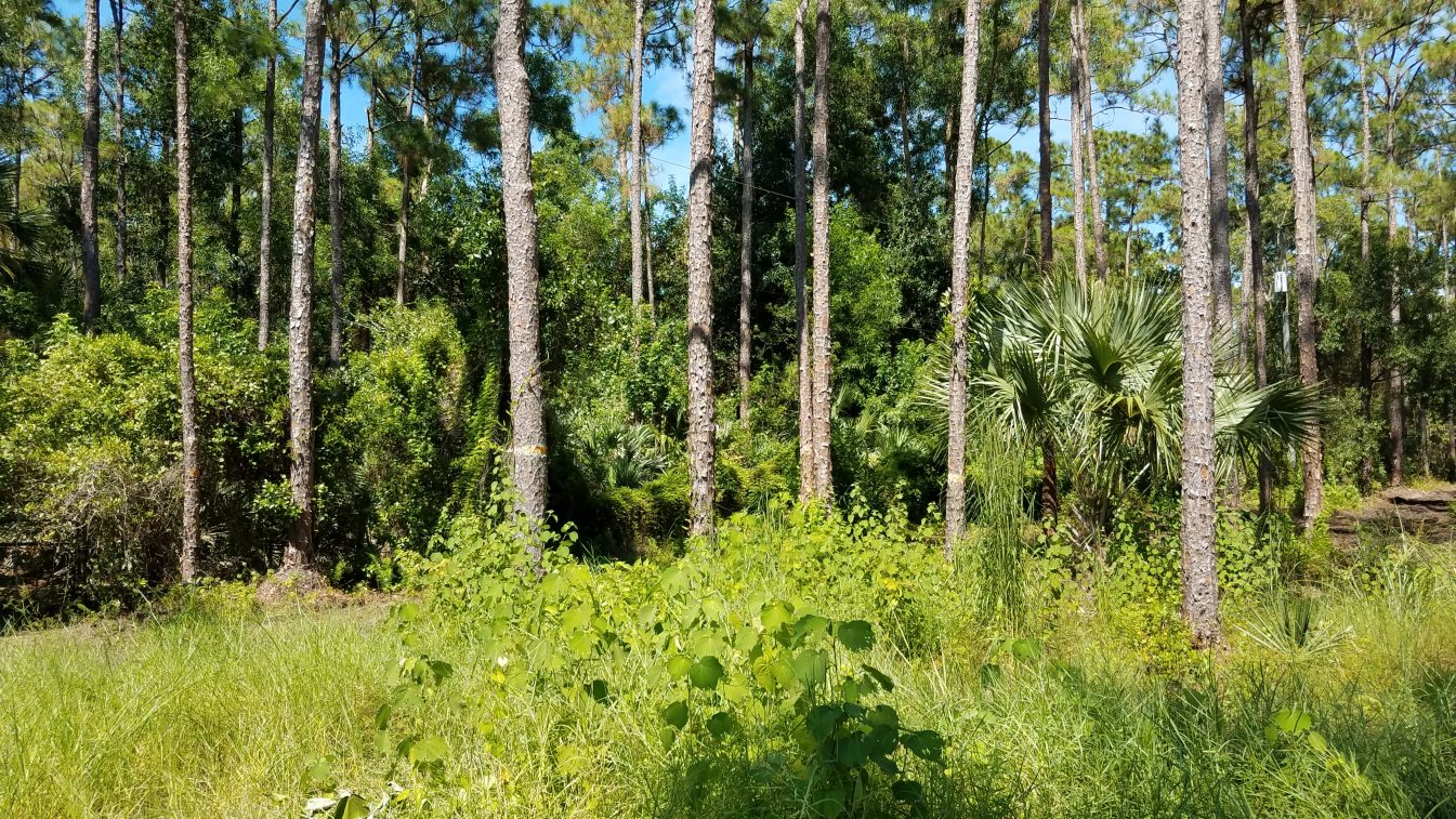 Land Clearing